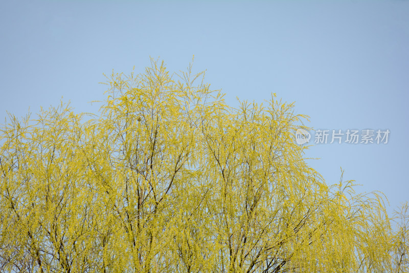 春天鹅黄色的柳树树叶
