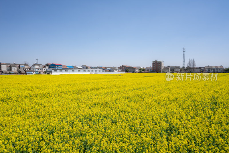 武汉第十届知音故里消泗油菜花花海