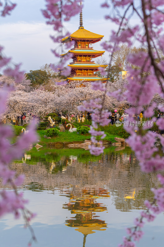 武汉东湖磨山樱花园樱花盛开