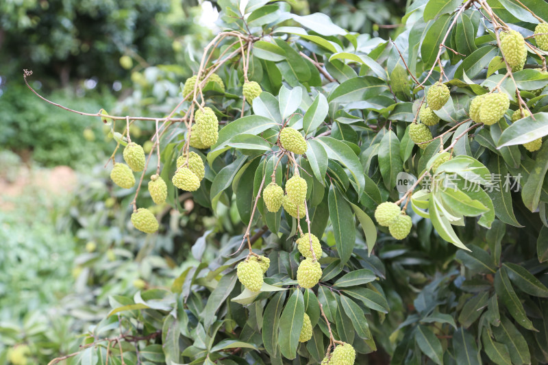 挂满荔枝的荔枝树