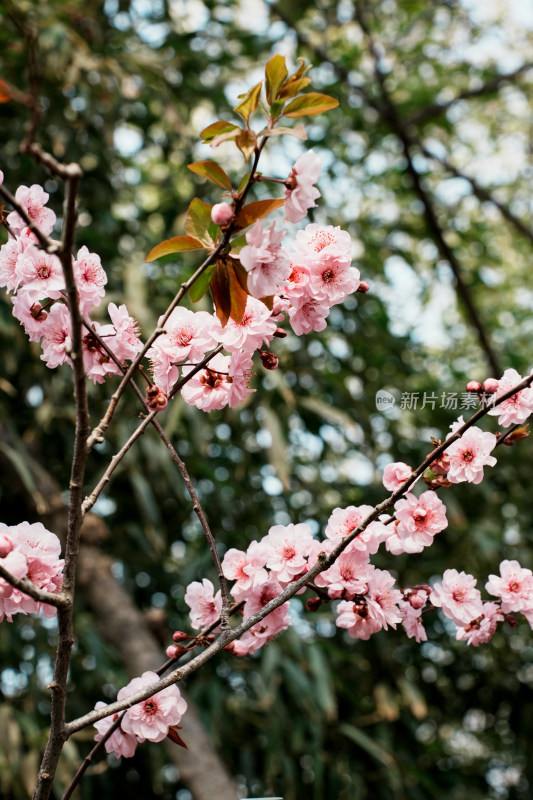 北京玉渊潭公园樱花节樱花