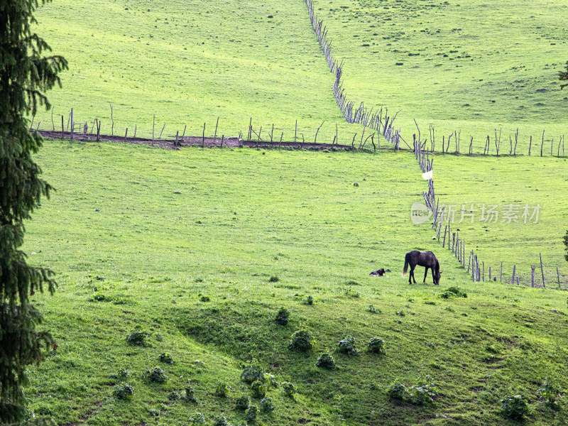 新疆伊犁，一大片的草原上有几匹马在吃草