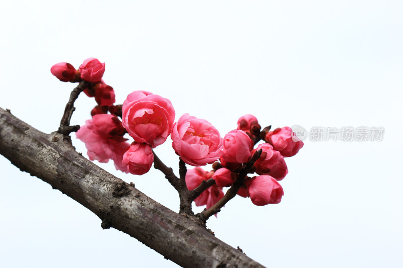 初春绽放的粉红色梅花