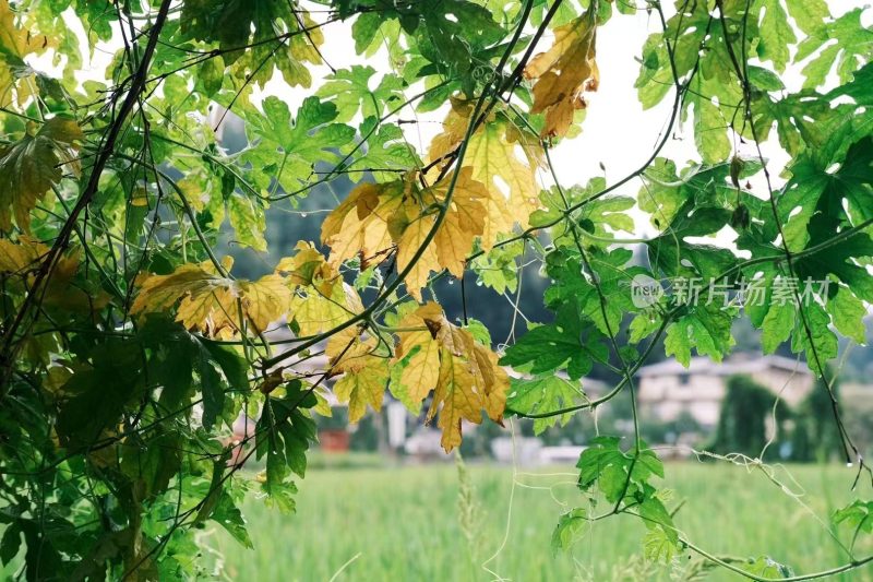 福建省泉州市德化县乡村植物特写