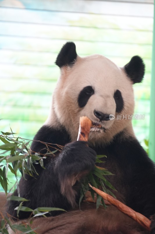 大熊猫坐卧进食竹子