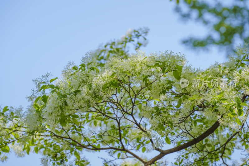 春天白色的流苏花盛开