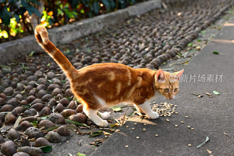 猫咪夜猫流浪猫