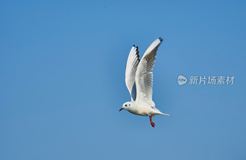 太湖红嘴鸥