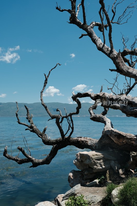 湖边枯树与湖水蓝天景象