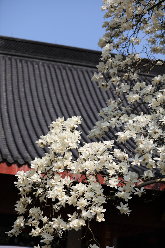 中国杭州法喜寺树龄500年的白玉兰