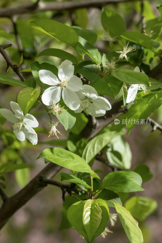 白色海棠花春天开花花朵花瓣植物特写