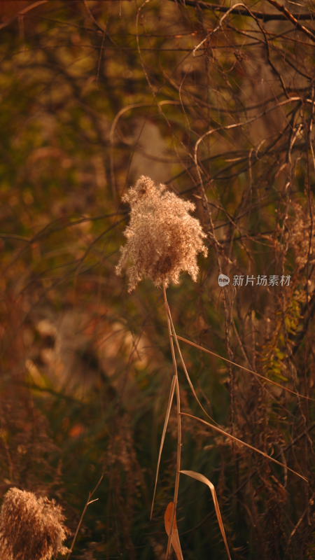 枯黄芦苇在林间自然生长的景象