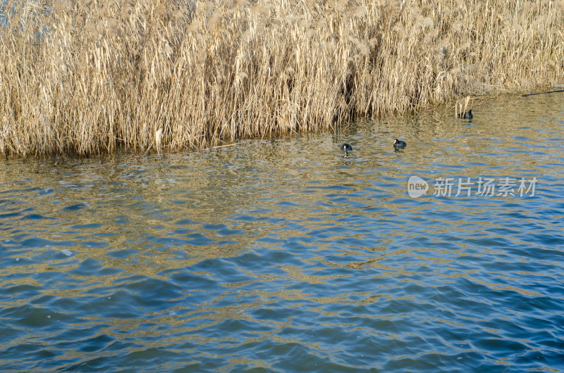 上海市浦东新区临港新城滴水湖景区芦苇荡