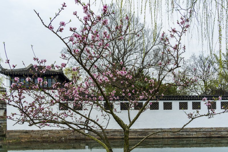 春天，苏州园林耦园，桃花与古老的园林建筑