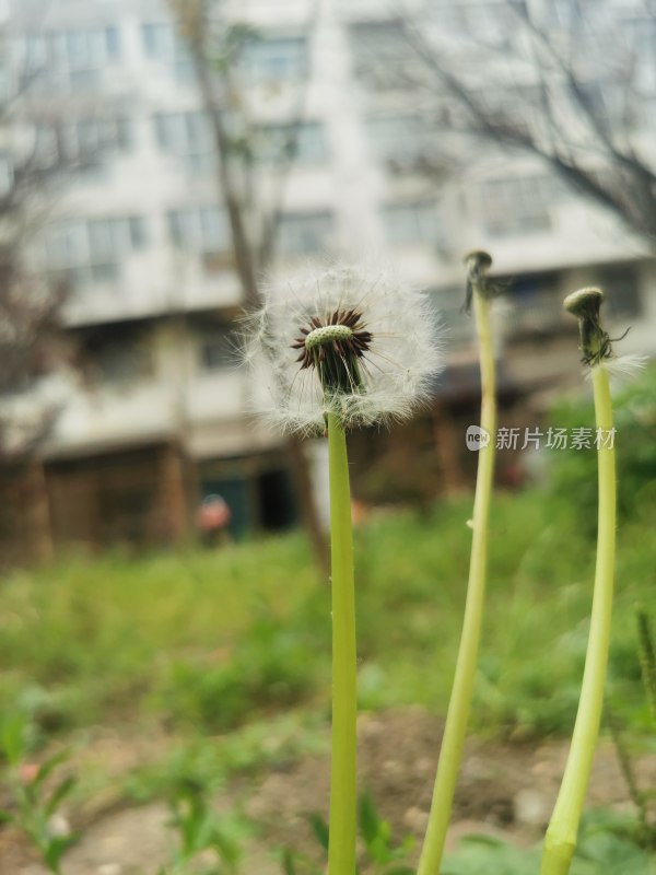 飞走的蒲公英