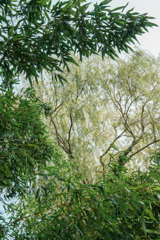 北京圆明园公园树林风景