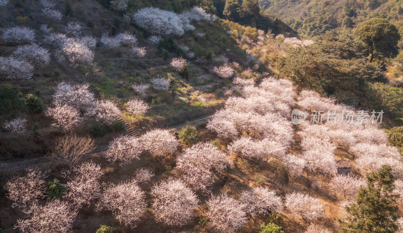 俯瞰大片盛开的梅花花海