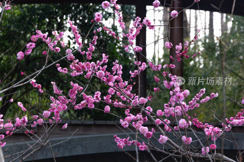 杭州曲院风荷盛开的粉色梅花特写