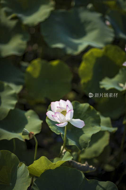 夏季公园荷塘荷叶丛中荷花特写