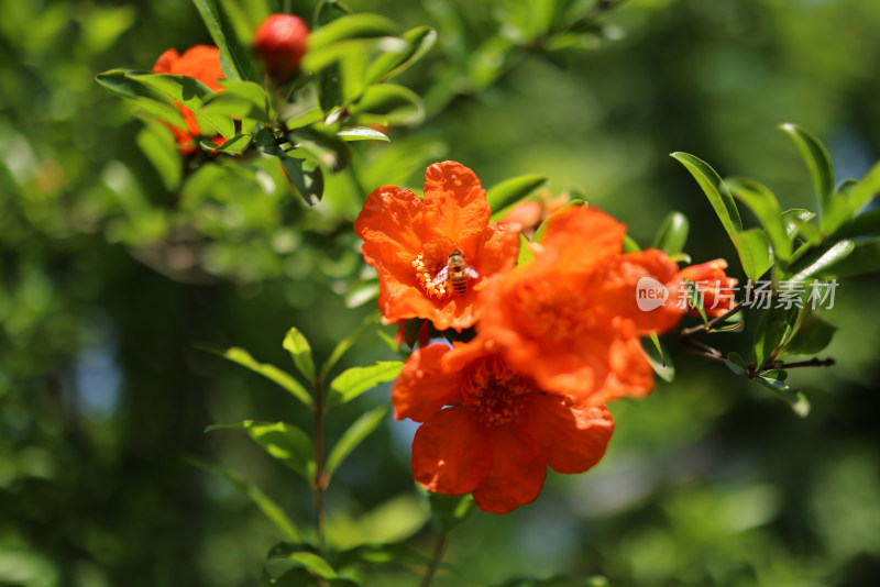 蜜蜂在石榴花上采蜜