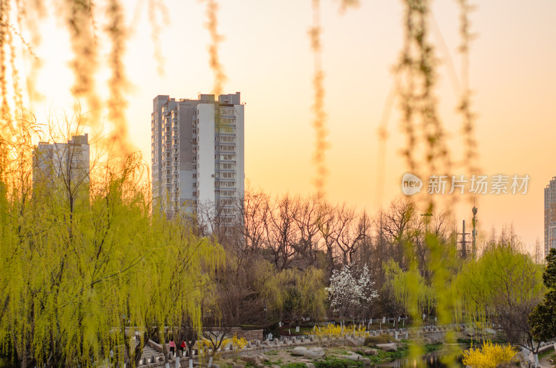 黄昏时分，公园河岸杨柳依依