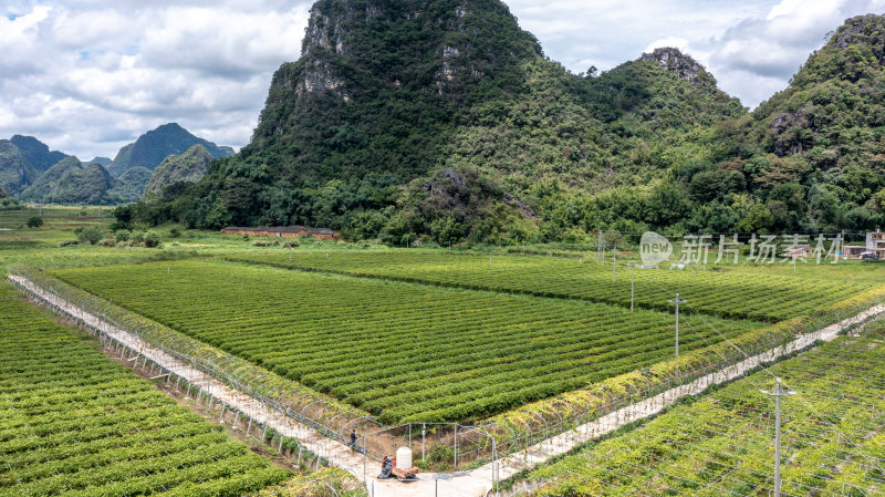 黄金百香果种植园区航拍俯视图规整生态