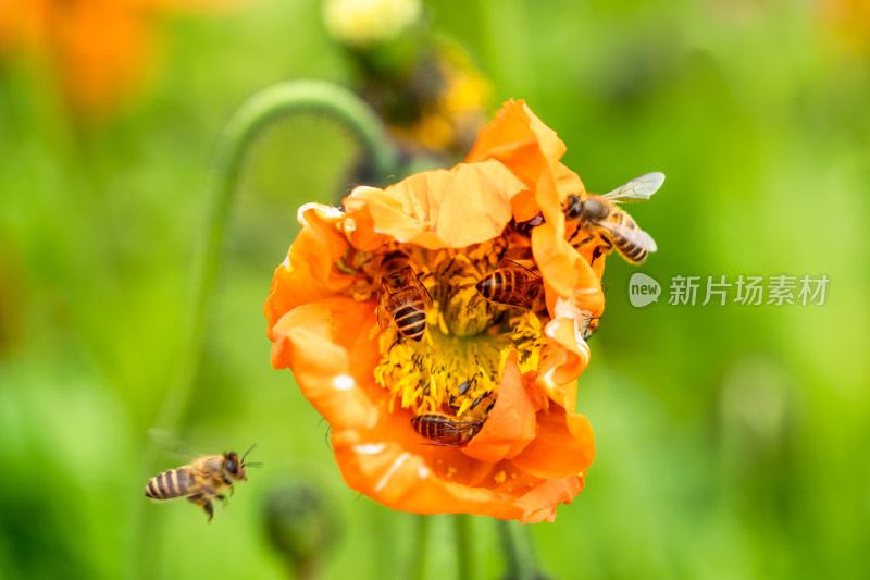 虞美人花朵与拥挤的小蜜蜂们采蜜