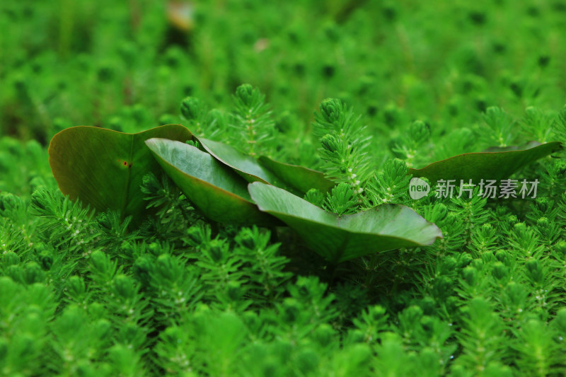 春天净水植物狐尾藻绿色背景