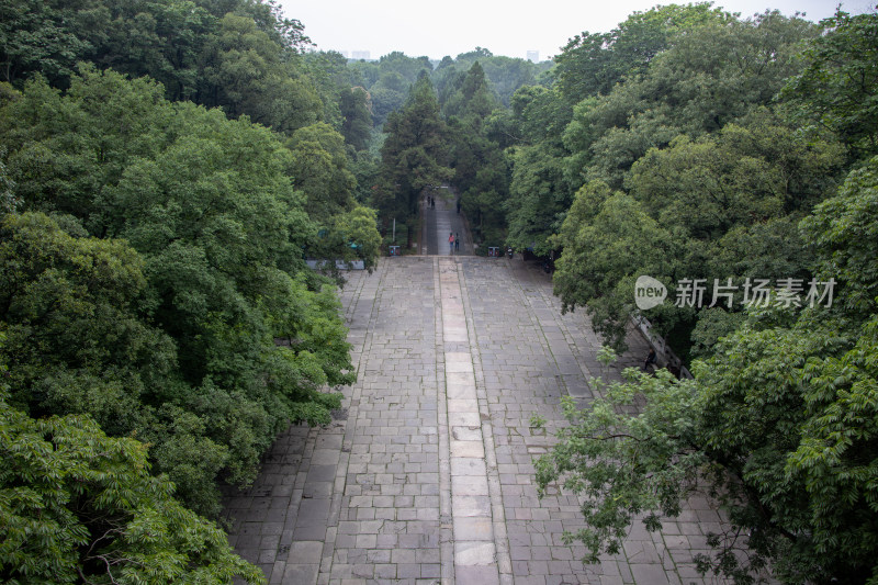 南京钟山风景区明孝陵树林中的青石路