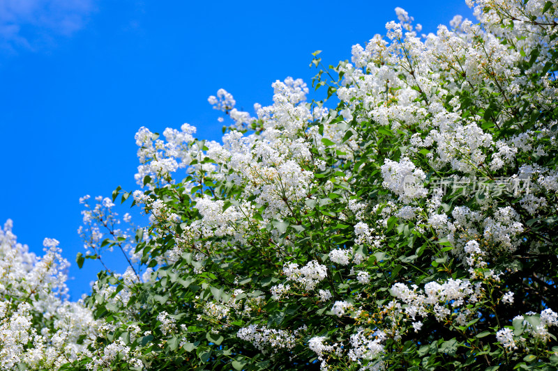 丁香花花卉