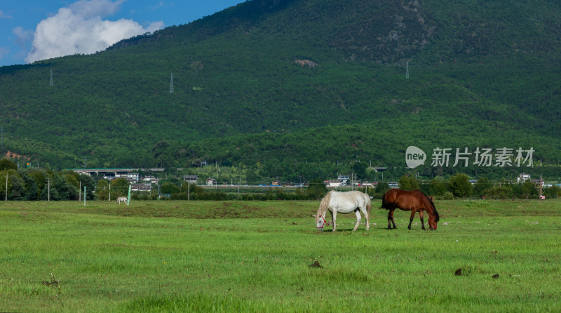 丽江拉市海湿地公园夏末风光茶马古道风景