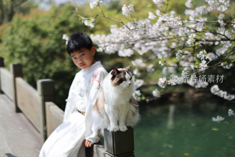 穿着汉服的小男孩和宠物布偶猫 赏花 樱花