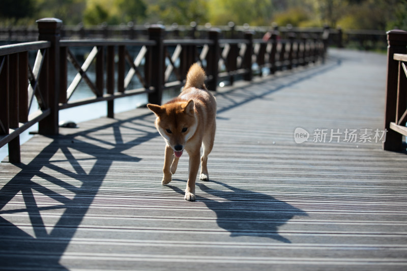 一只在栈道上玩耍的柴犬