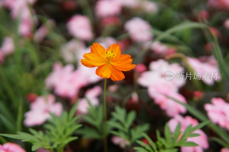 花草 微距摄影 城市风光