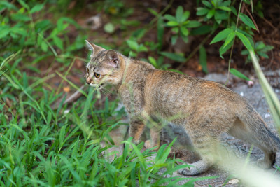 后院花园里玩耍的可爱猫眯