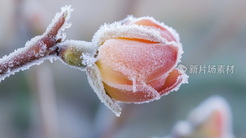 冬天树枝花蕊花苞结冰雾凇雪景特写