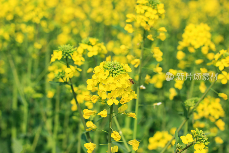 春天金黄的油菜花