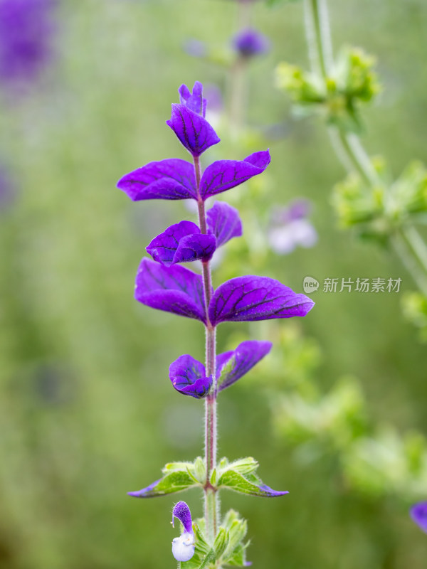 春天的彩苞鼠尾草