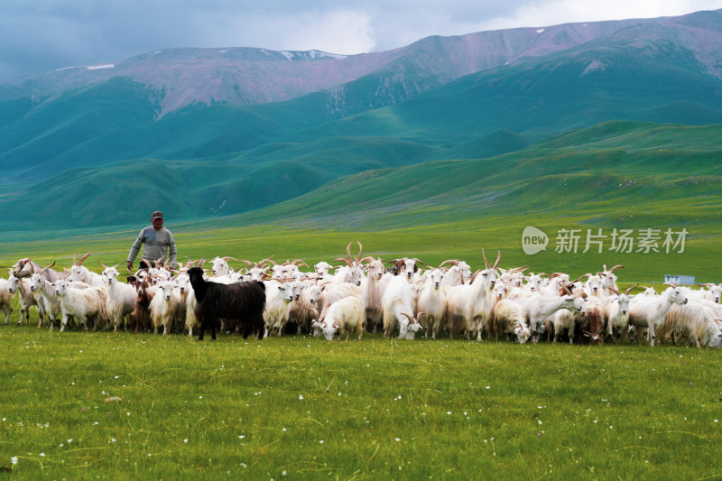 新疆内蒙古草原羊群白绒山羊放牧