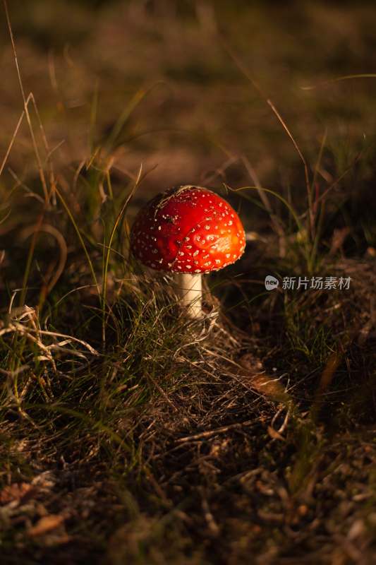 野生菌蘑菇生长环境菌类山菌野生菌