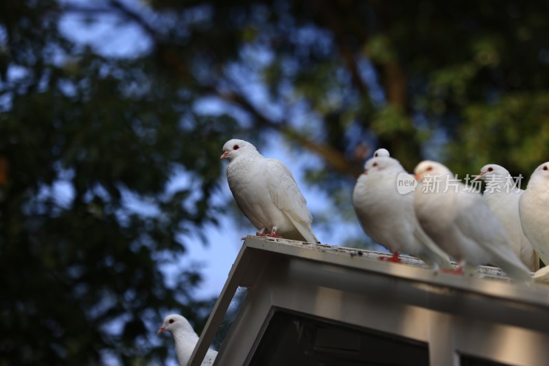 现代建筑屋檐上的一群鸽子