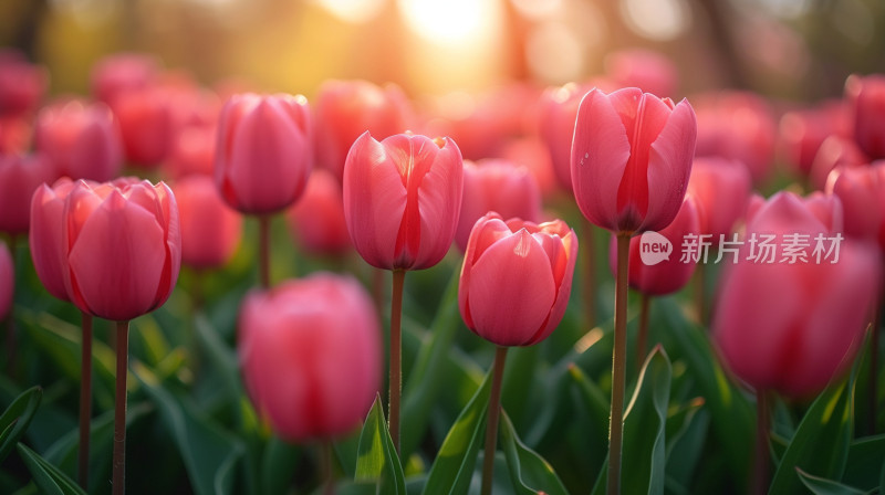 夕阳下的粉色郁金香花丛