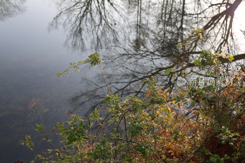 水边带有枝叶的自然风景