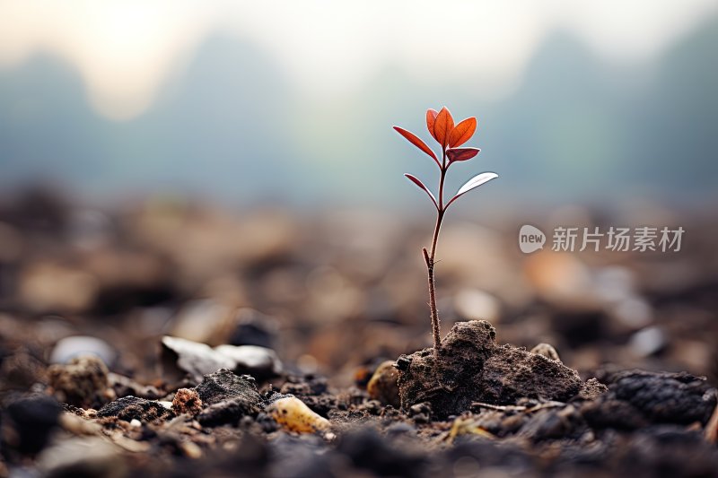 灵感图片，简约花草特写背景