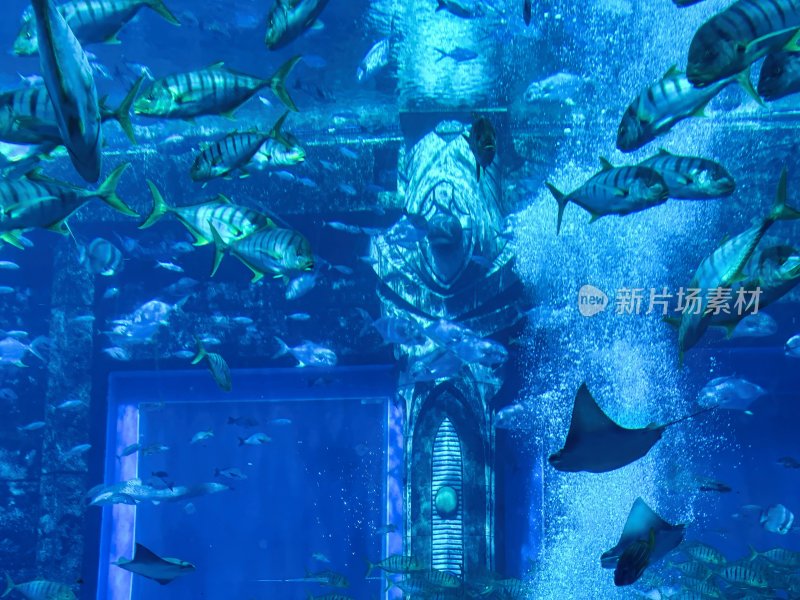 海南省三亚亚特兰蒂斯酒店的水族馆