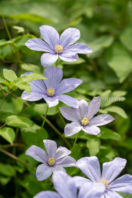 春天的野生铁线莲开花