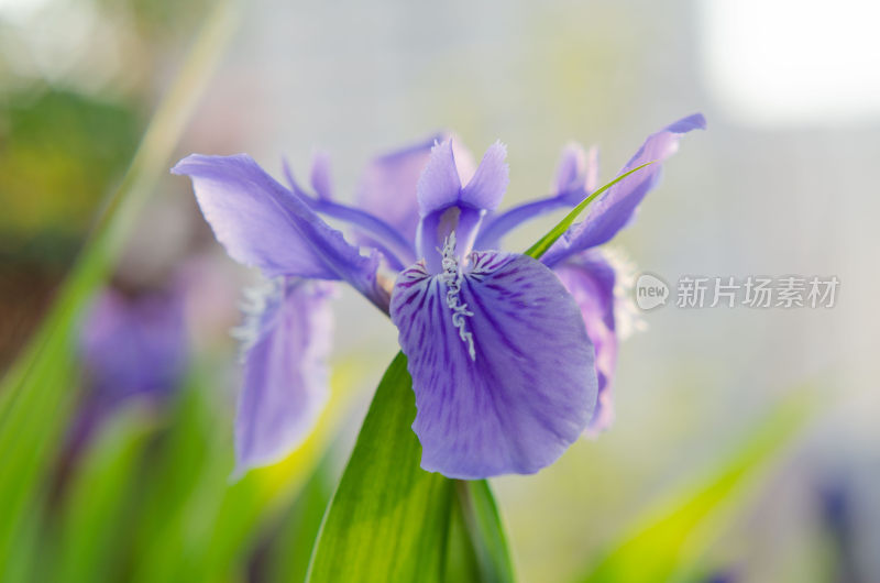 特写紫色鸢尾花