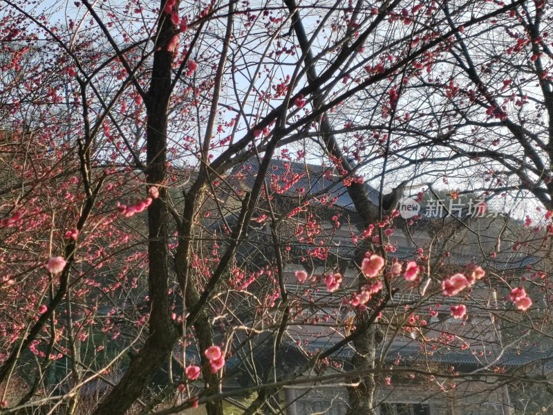 枝头盛开粉色花朵背景古建筑的景致