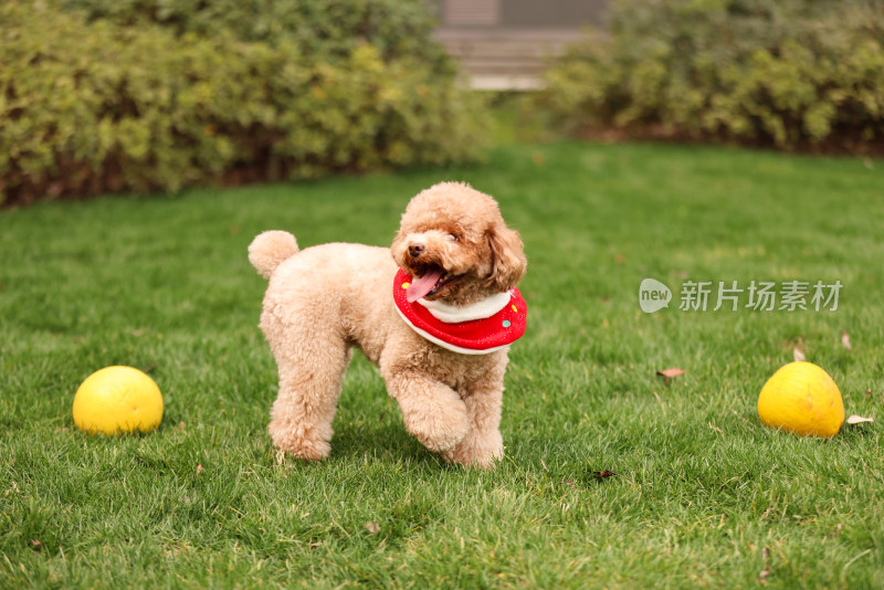 一只草地上玩耍的泰迪犬