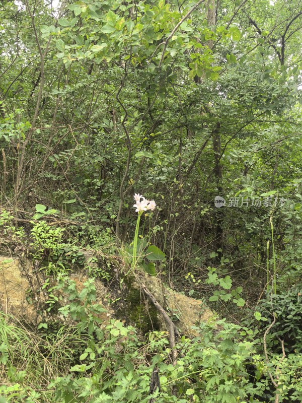 茂密丛林中生长着一朵白色的花